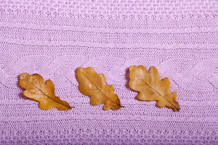 Autumn accessories knitted sweaters and leavesの写真素材