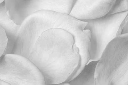 background of rose petals on a table black and white posterの写真素材