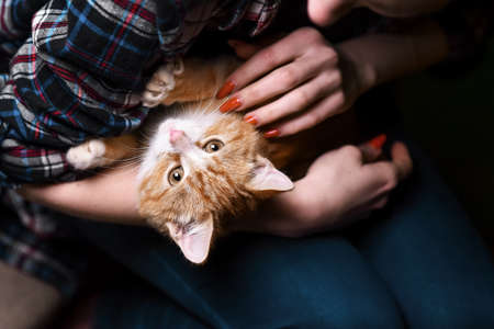 Kitten sitting on hands at the girlの写真素材