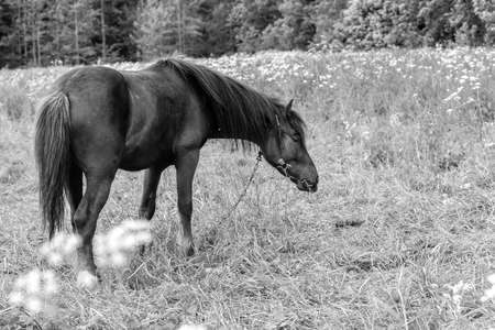 Horse grazing in field day black and white posterの写真素材