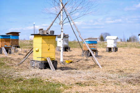 Bee ulii standing in field