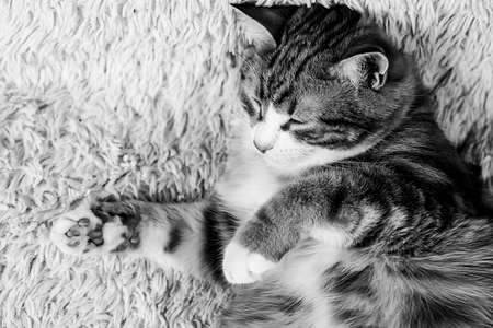 Cat lying on bed at home.Red cat lying on the bed. Pet on the coの写真素材