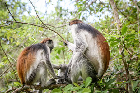 Monkeys in the natural habitat in the trees afternoon. Primatesの写真素材
