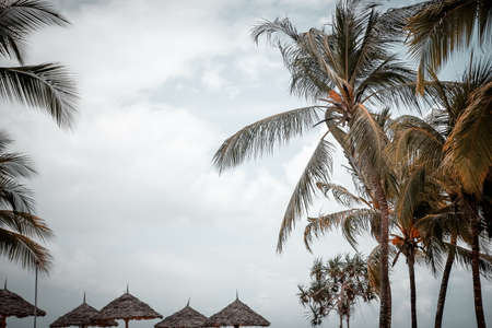 palm trees in the tropics on a hot summer day. Tourism in exoticの写真素材