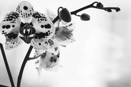 Beautiful Orchid flower on a window. Flower in the house. Decoraの写真素材