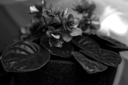 Beautiful flower on a window. Flower in the house. Decorated apaの写真素材