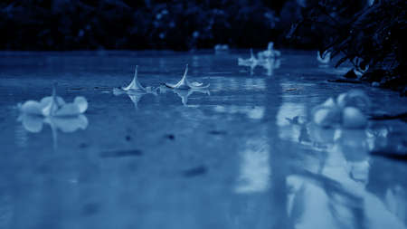 Little flowers for decoration and smell. Tropical flowersの写真素材