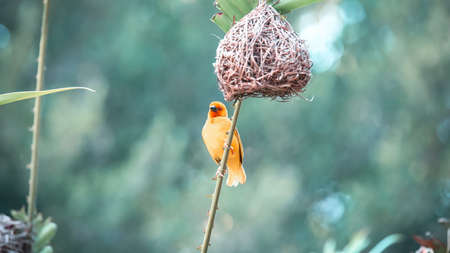A little bird sits in the green grass. The bird flew to the branの写真素材