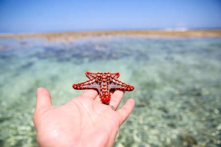Starfish in the lagoon on the southern beach on the ocean. Marinの写真素材