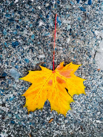 Yellow Maple Leafの写真素材