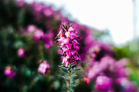 Blooming lilac flower in the beginning of spring at Vancouver, BC Canadaの写真素材