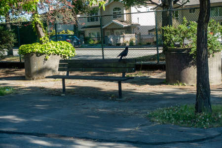 A crow sits on a bench in the shade of a tree.の写真素材