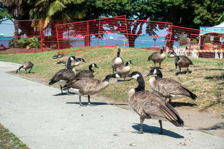 A flock of Canada geese walks along the sidewalk in a park.