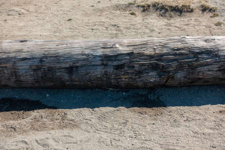 Wooden log on the sand. The concept of environmental protection.の写真素材