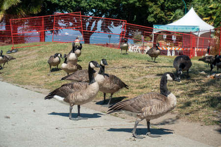 A flock of Canadian geese in the park on a sunny day.の写真素材