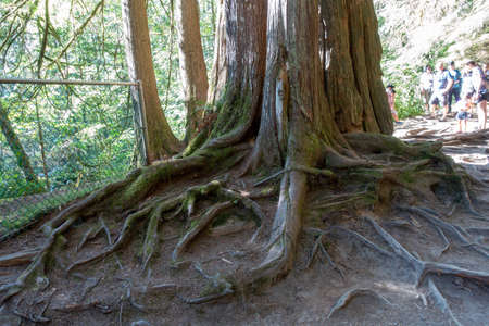 Roots of the Giant Sequoia tree in the National Park of Santa Cruz de Tenerifeの写真素材
