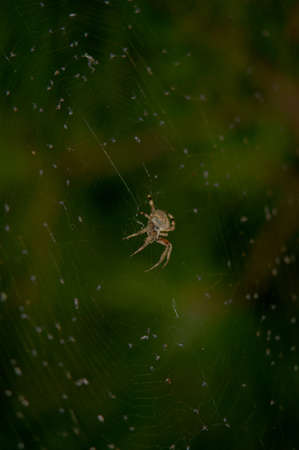 Spiders Buffet