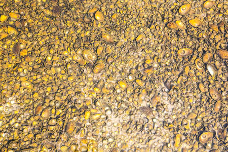 Sandy beach texture. Sandy beach for the background.の写真素材