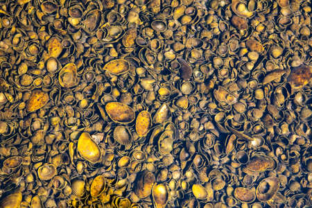 Golden shellsの写真素材