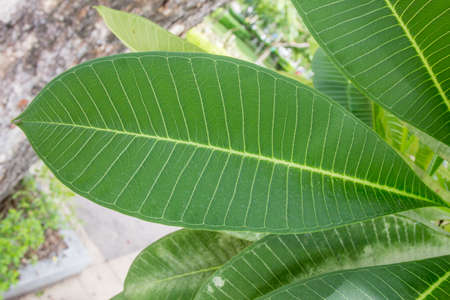 leaves texture