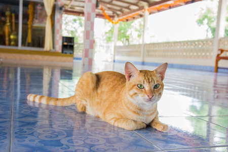 cat sitdownの写真素材