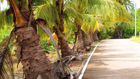 Coconut trees track road tropicalの写真素材