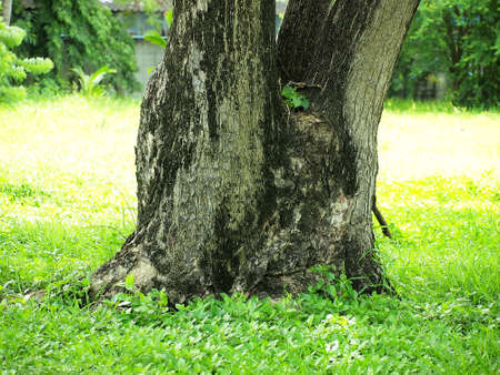 Tree in the northeast of Thailandの写真素材