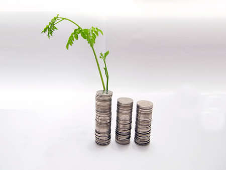Growing business money concept coins and plant, isolated on white backgroundの写真素材