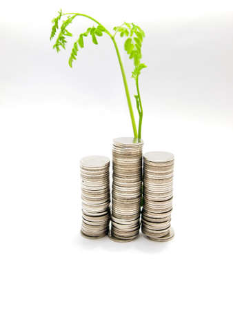 Growing business money concept coins and plant, isolated on white backgroundの写真素材
