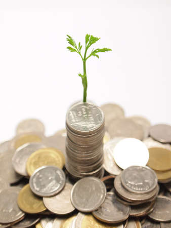 Growing business money concept coins and plant, isolated on white backgroundの写真素材