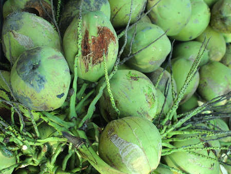 Young Green Coconuts