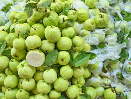Guava Fruit の写真素材