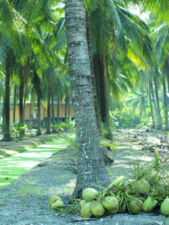 Coconuts Treeの写真素材