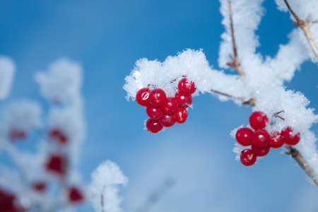 Viburnum berries covered with snow の写真素材