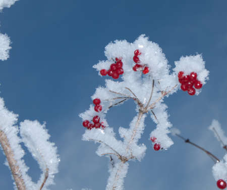 Viburnum berries covered with snow の写真素材