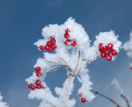 Viburnum berries covered with snow の写真素材