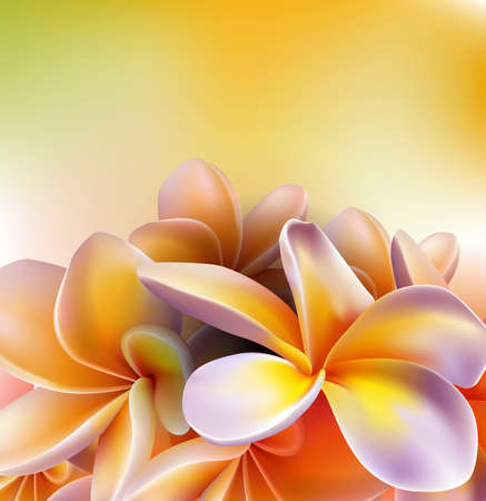 Frangipani flowersのイラスト素材