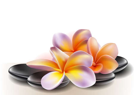 Spa concept zen stones with frangipani flowersのイラスト素材