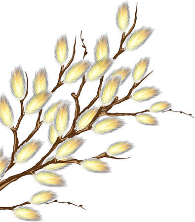 Pussy willow branchesのイラスト素材