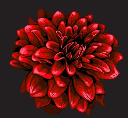 Dahlia illustrationのイラスト素材