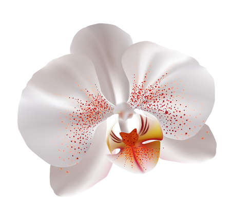 White orchid flowerのイラスト素材