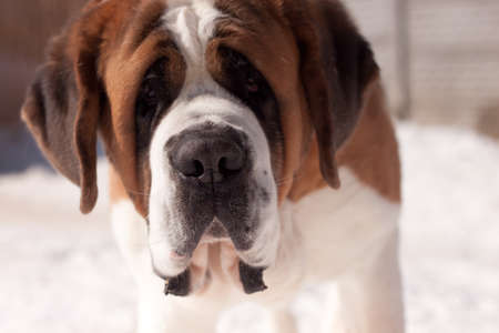 St  Bernard dog の写真素材