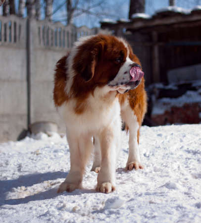 St  Bernard dog 