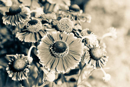 Black and white flowersの写真素材