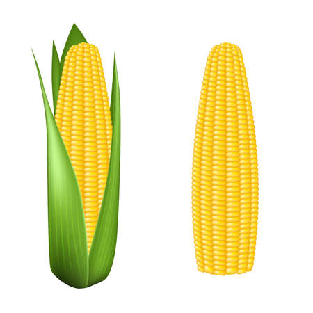 Corn cob with green leavesのイラスト素材