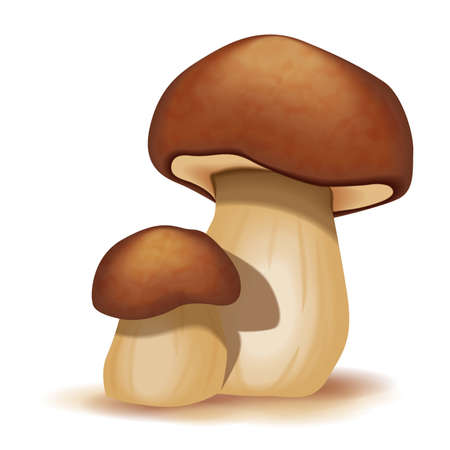 Two ceps isolated on a white backgroundのイラスト素材