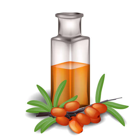 Sea buckthorn branch with berries and bottle of oilのイラスト素材