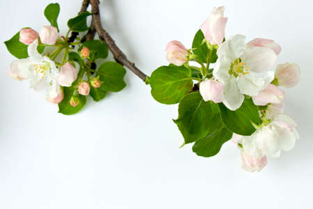 Apple tree flowers isolated over whiteの写真素材