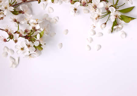 Sakura (cherry) flowersの写真素材