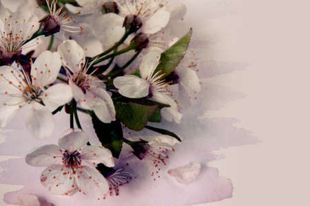 Sakura (cherry) flowersの写真素材